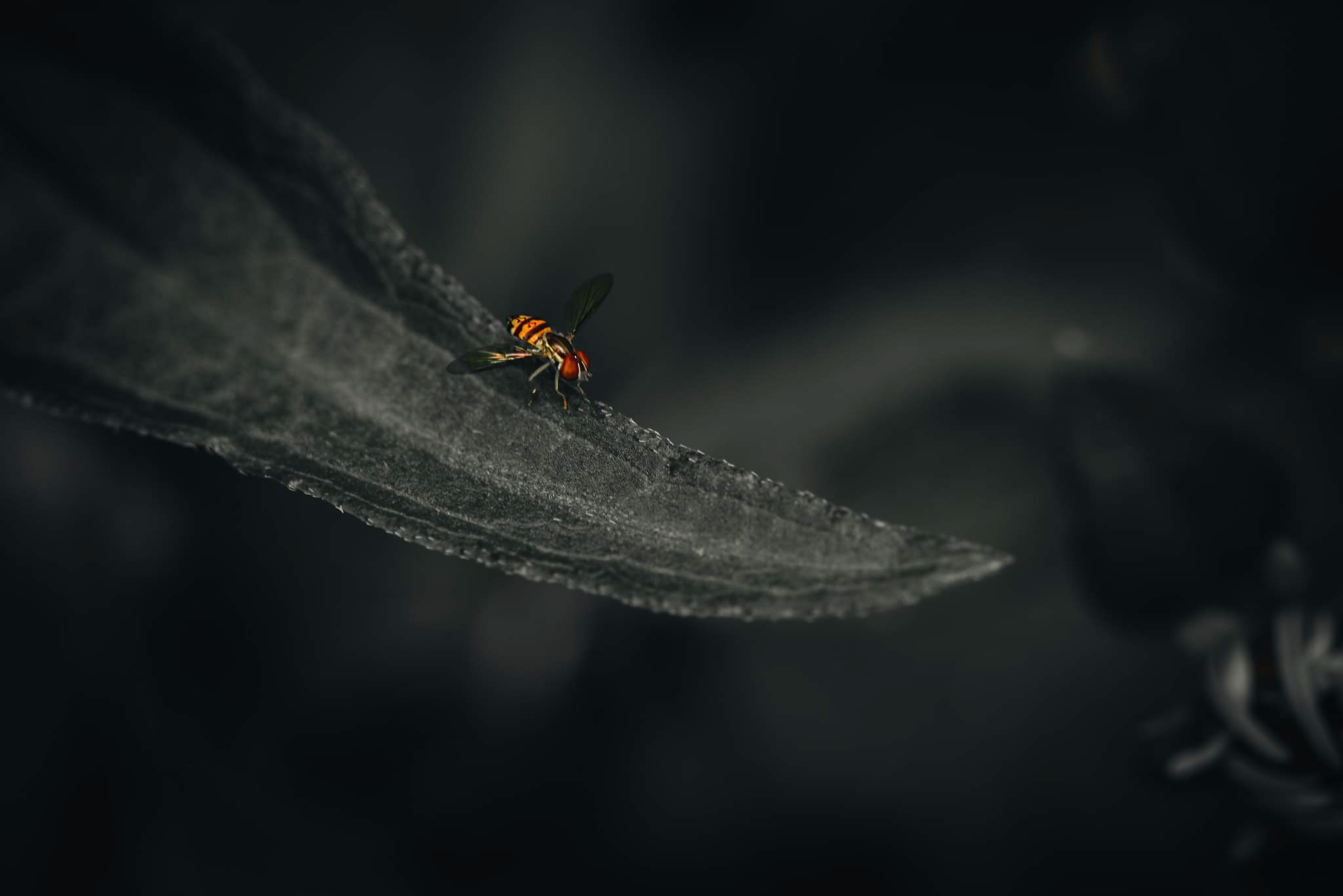 A closeup photo of a bee.