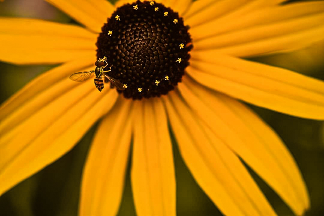 A closeup photo of a bee.