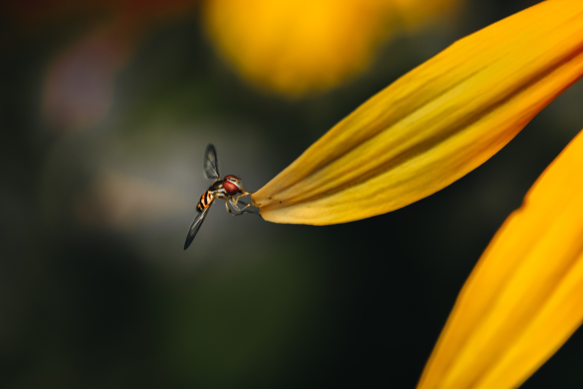 A closeup photo of a bee.