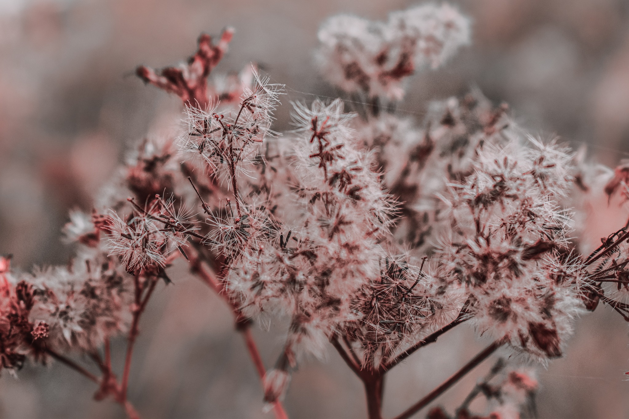 A closeup image of a plant.