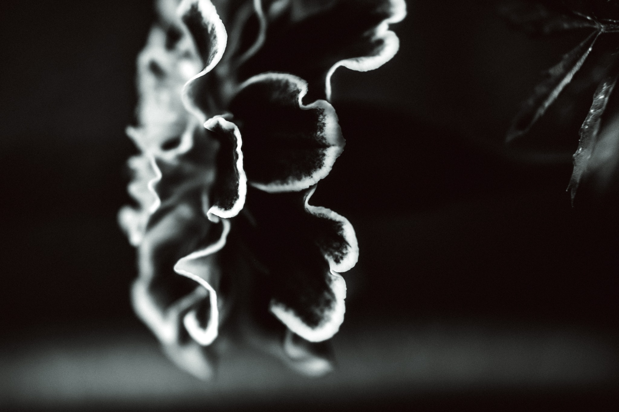 A black and white photo of a flower.