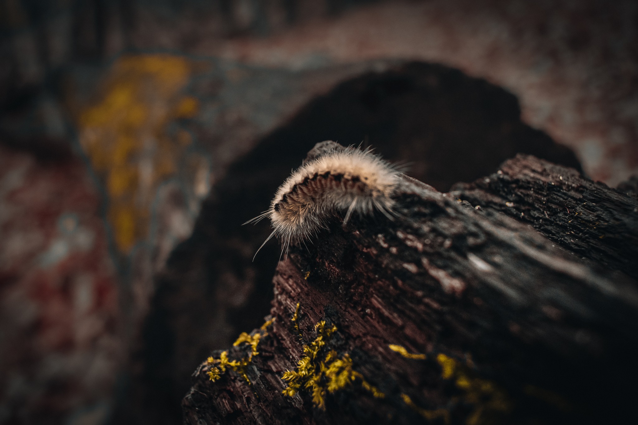 A closeup image of a caterpillar on a log.