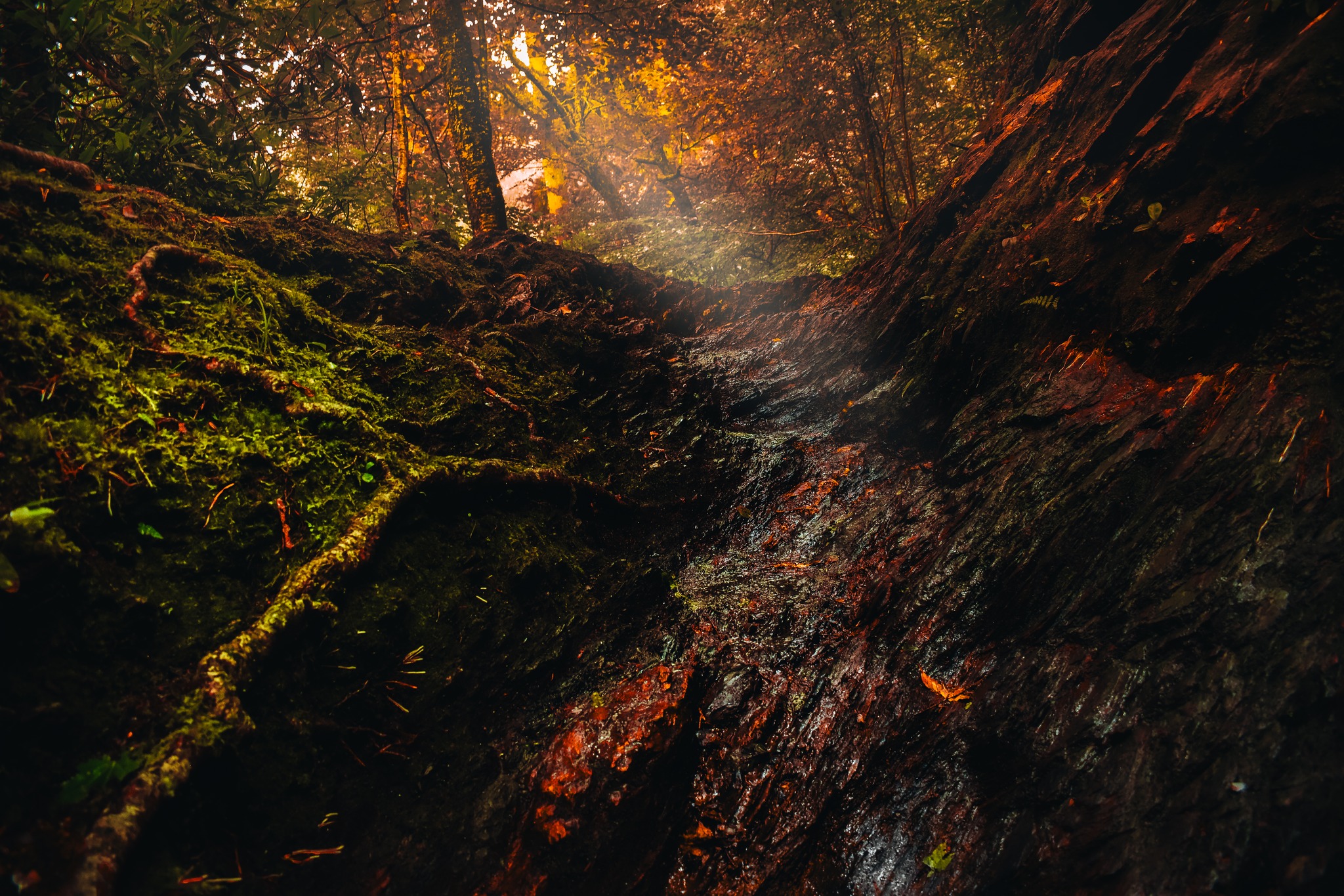 An image below a cliff in the Smokies.