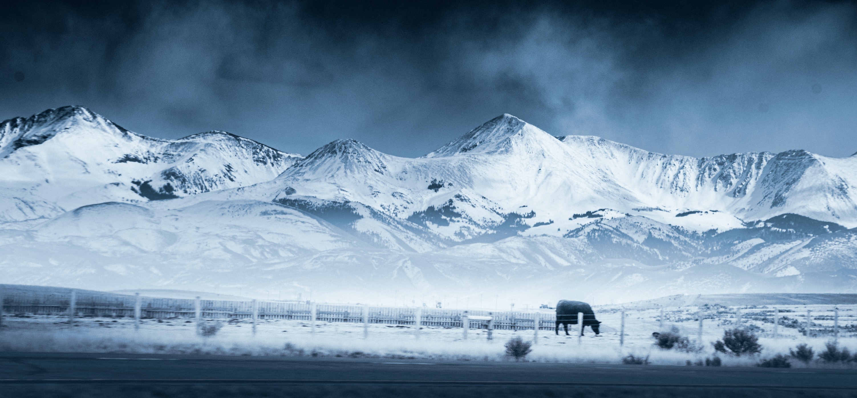 A cow in Montana amidst a winter storm.