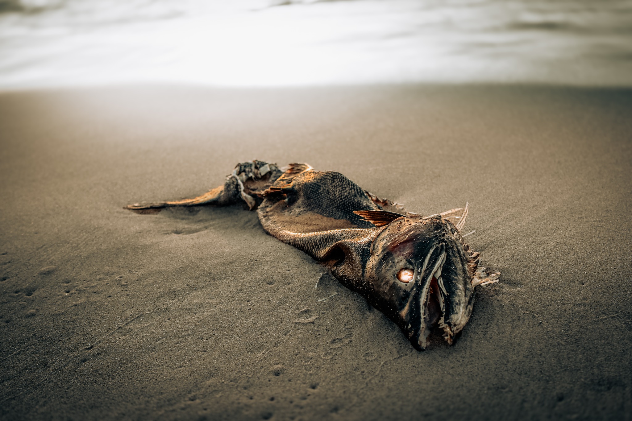 A fish dead fish found on the beach