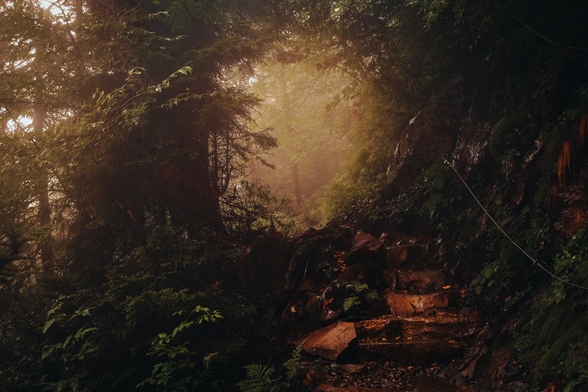 A hole appears to be created by a large tree, fog, and the man made path.