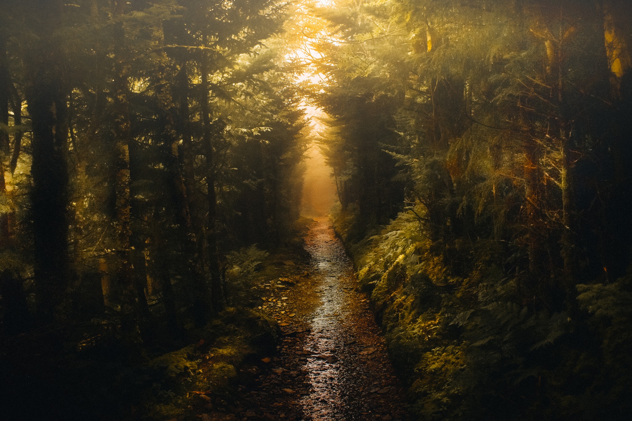 The tree lines the hiking path perfect to create a hall in the forest.