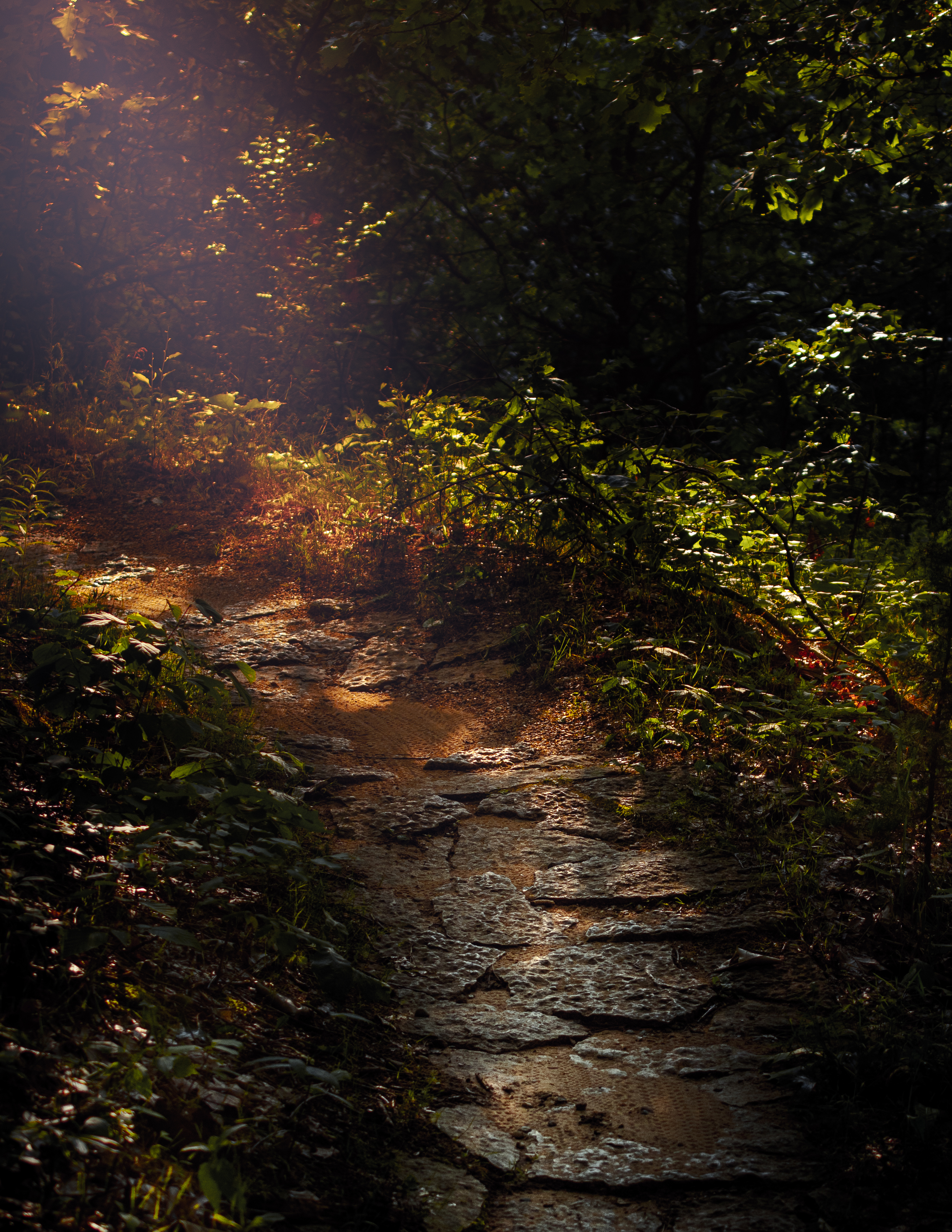 A rocky forest path during golden hour.