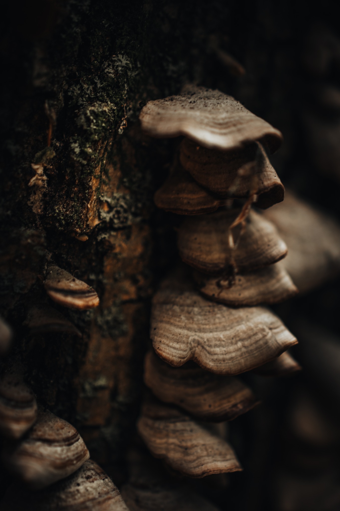 Fungi growing on a tree.