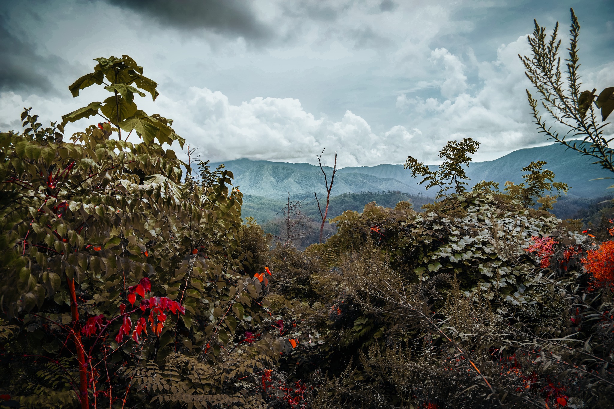 An image taken off the side of the road and mountains are seen in the distance through the brush.