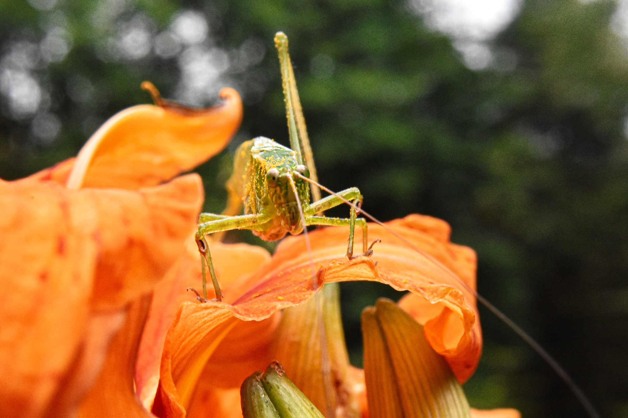 A closeup image of a grasshopper sitting on a flower.