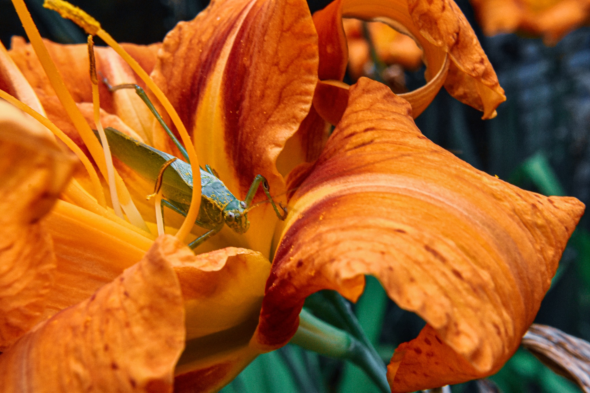 A closeup image of a grasshopper sitting on a flower.