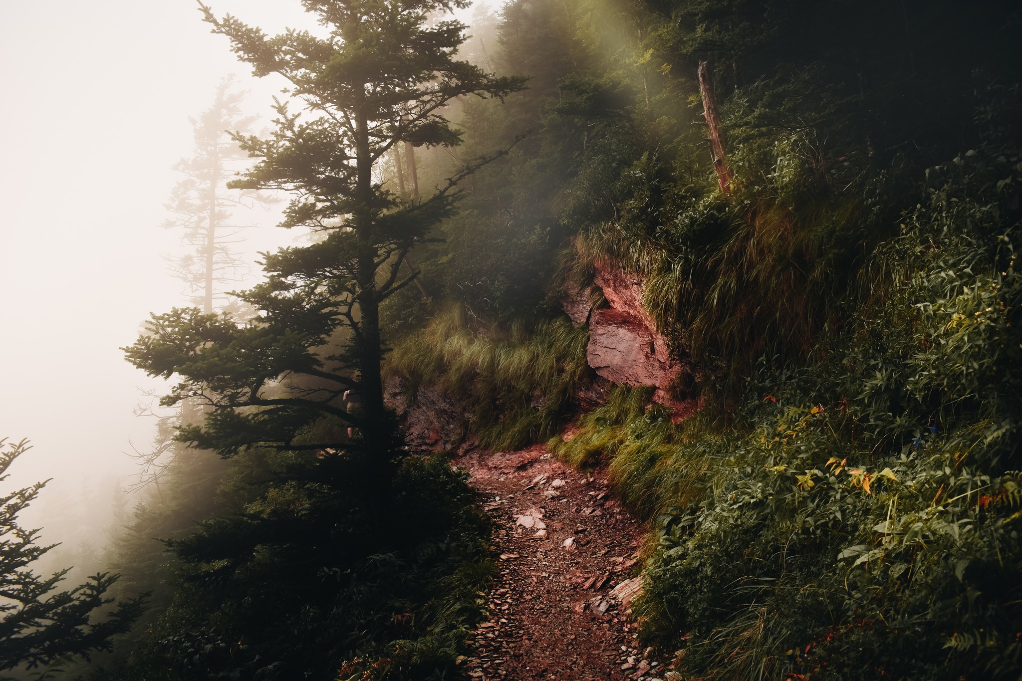 A foggy patch hanging left off the appalachian trail.