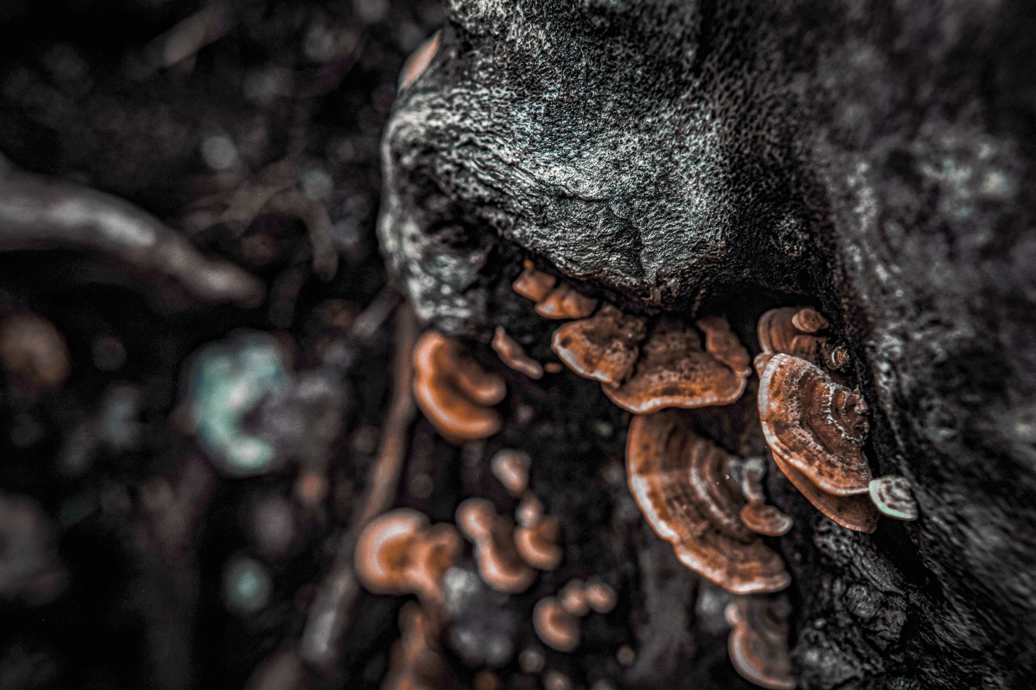 a high clarity image of fungi growing on wood