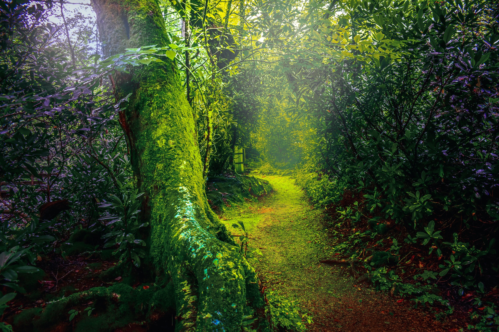 A magical and colorful area in the Appalachians.