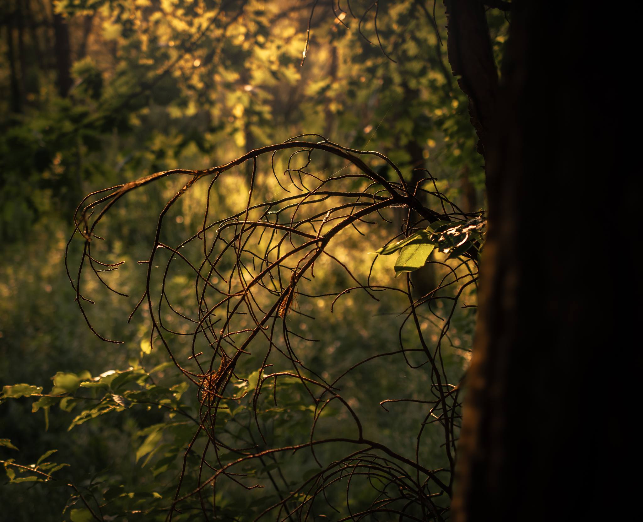 Luton Park during golden hour.