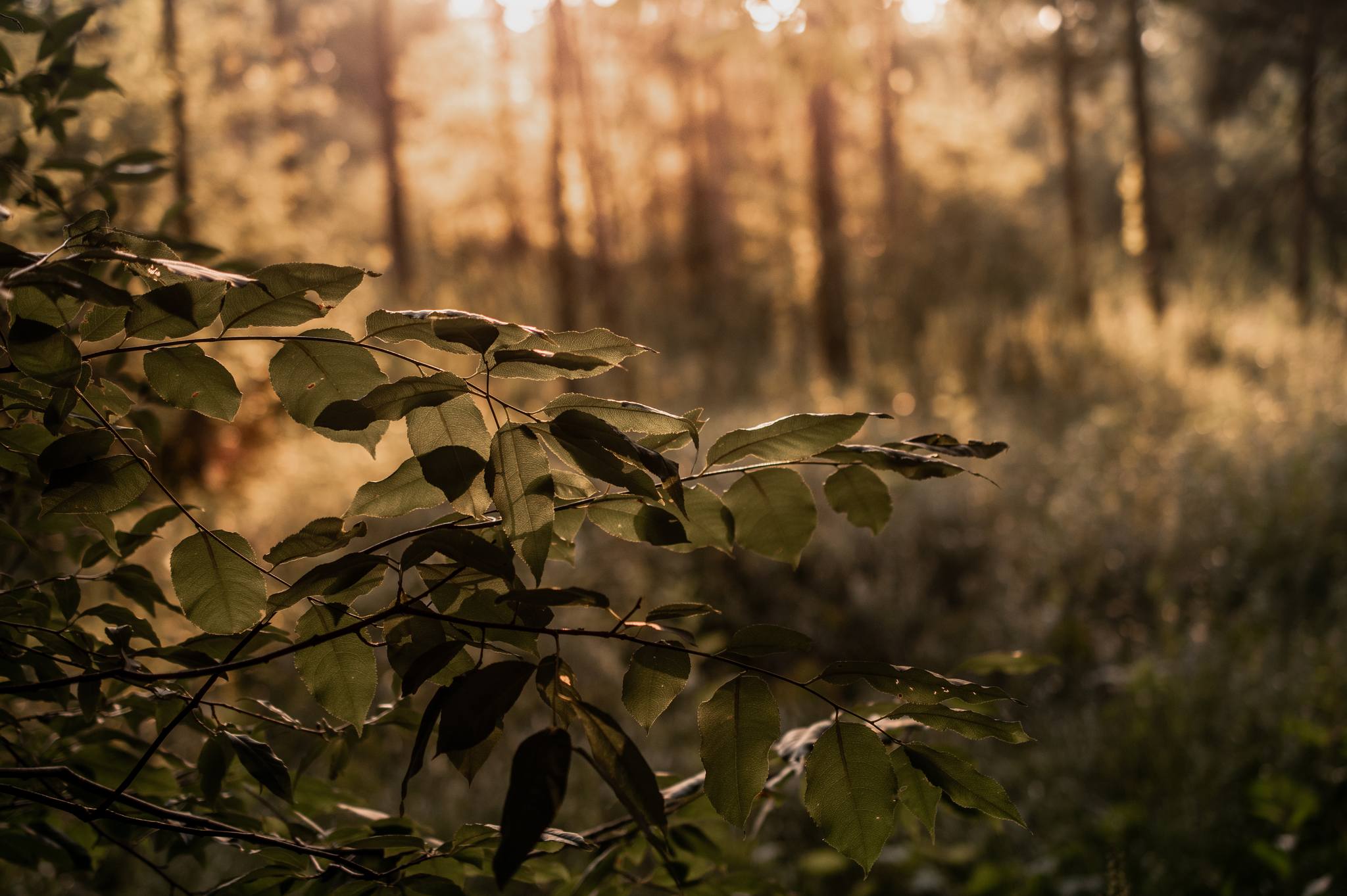 Luton Park during golden hour.