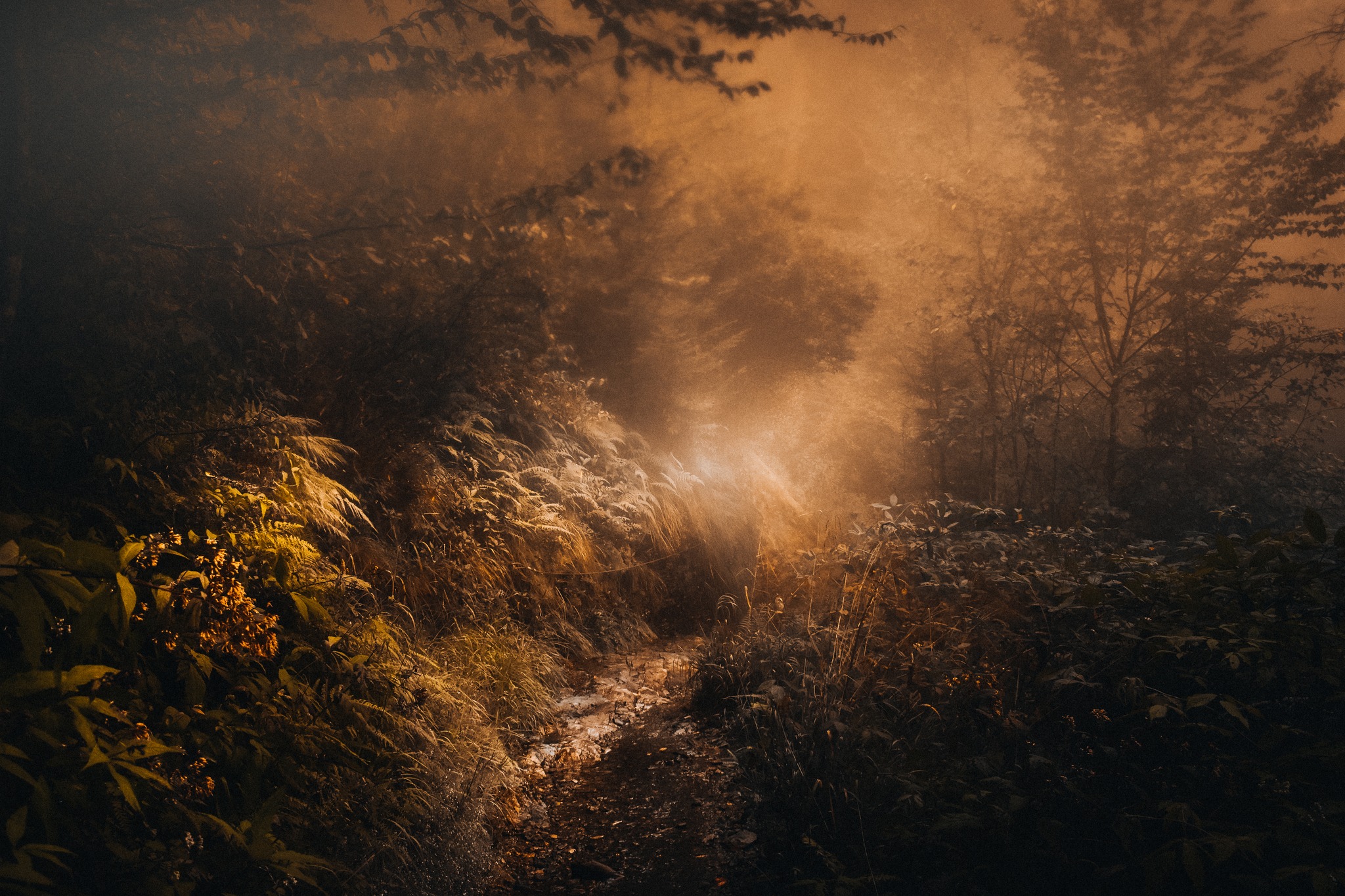 A majestic image with fog in the thick brush of the Appalachians.