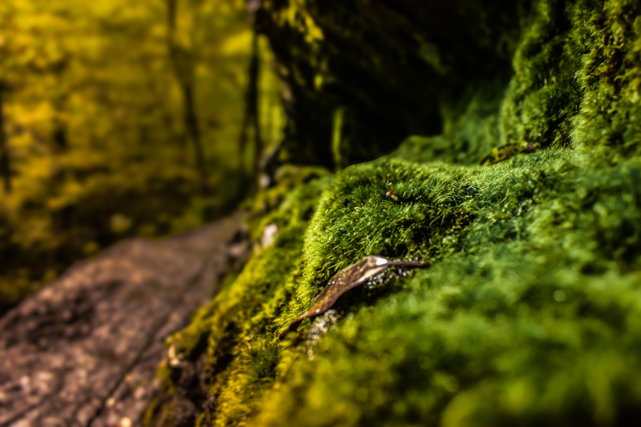 A closeup image of moss on a tree.