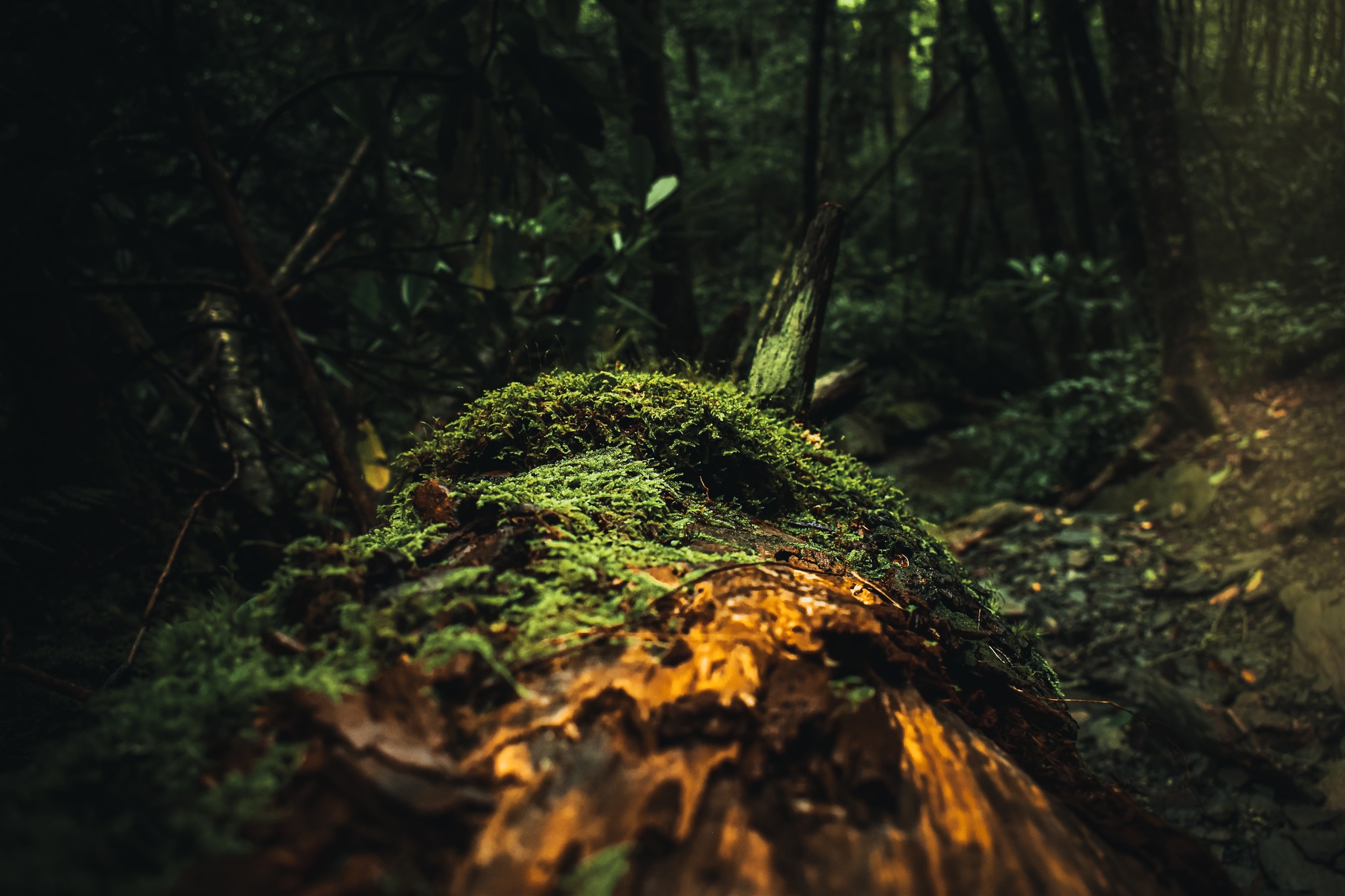 A closeup image of moss on a tree.