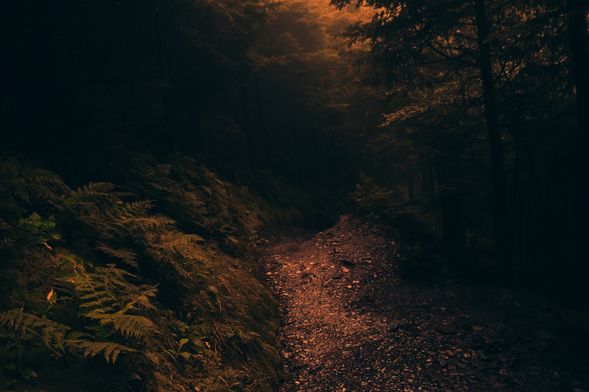 An ominous image of a forest path.