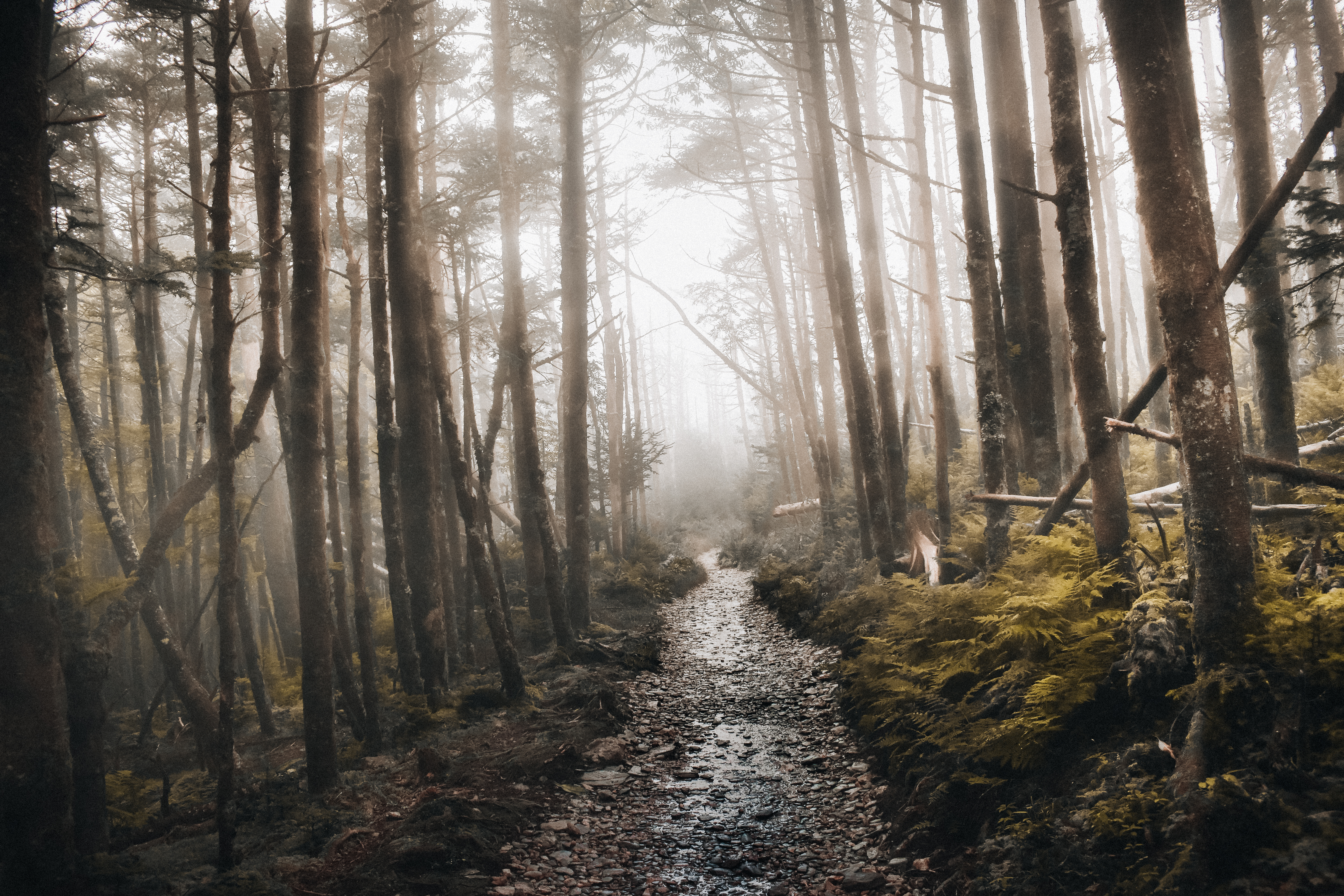 The trees line up perfectly and thick fog fills the air.