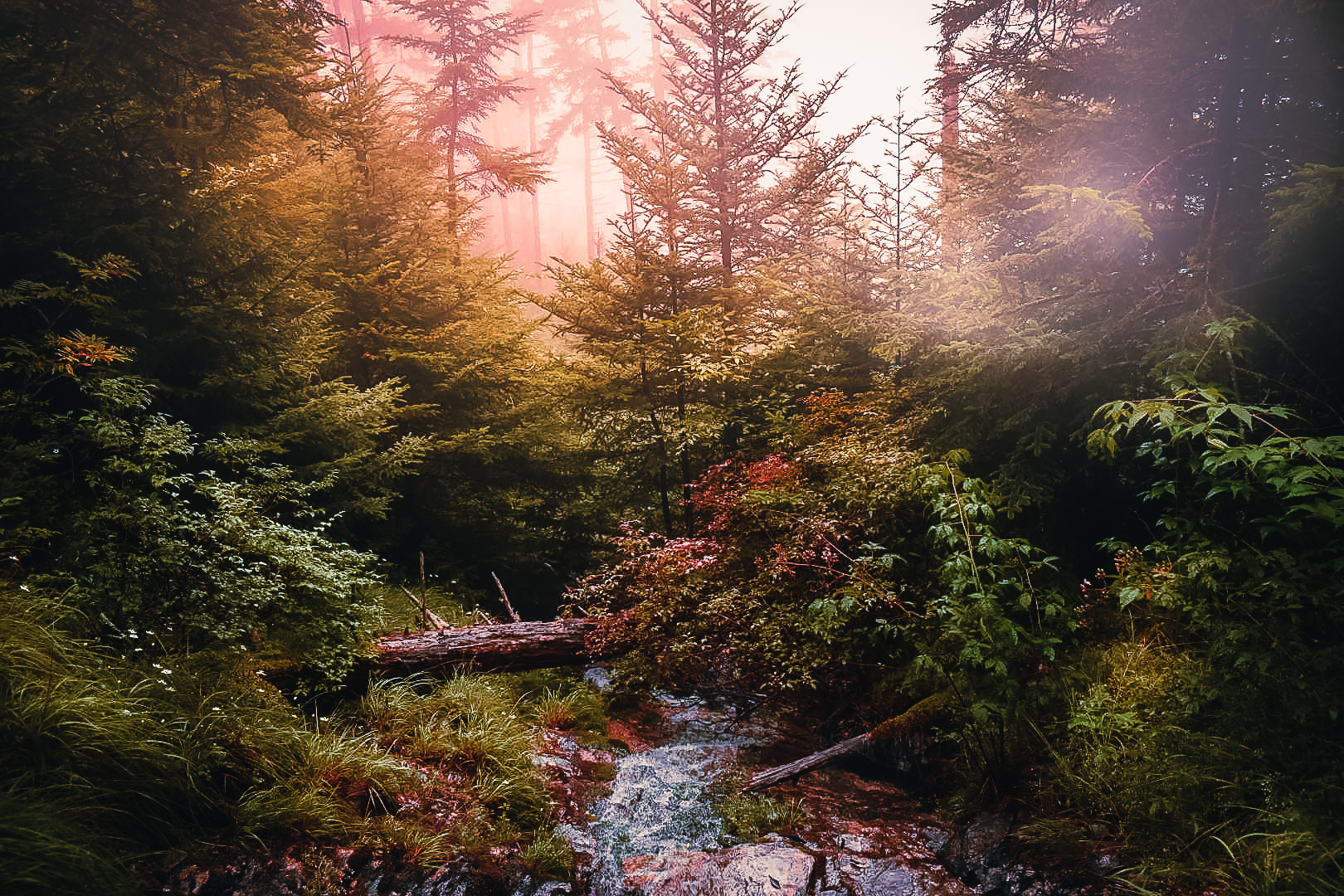 A beautiful images of a gentle and peaceful creek.