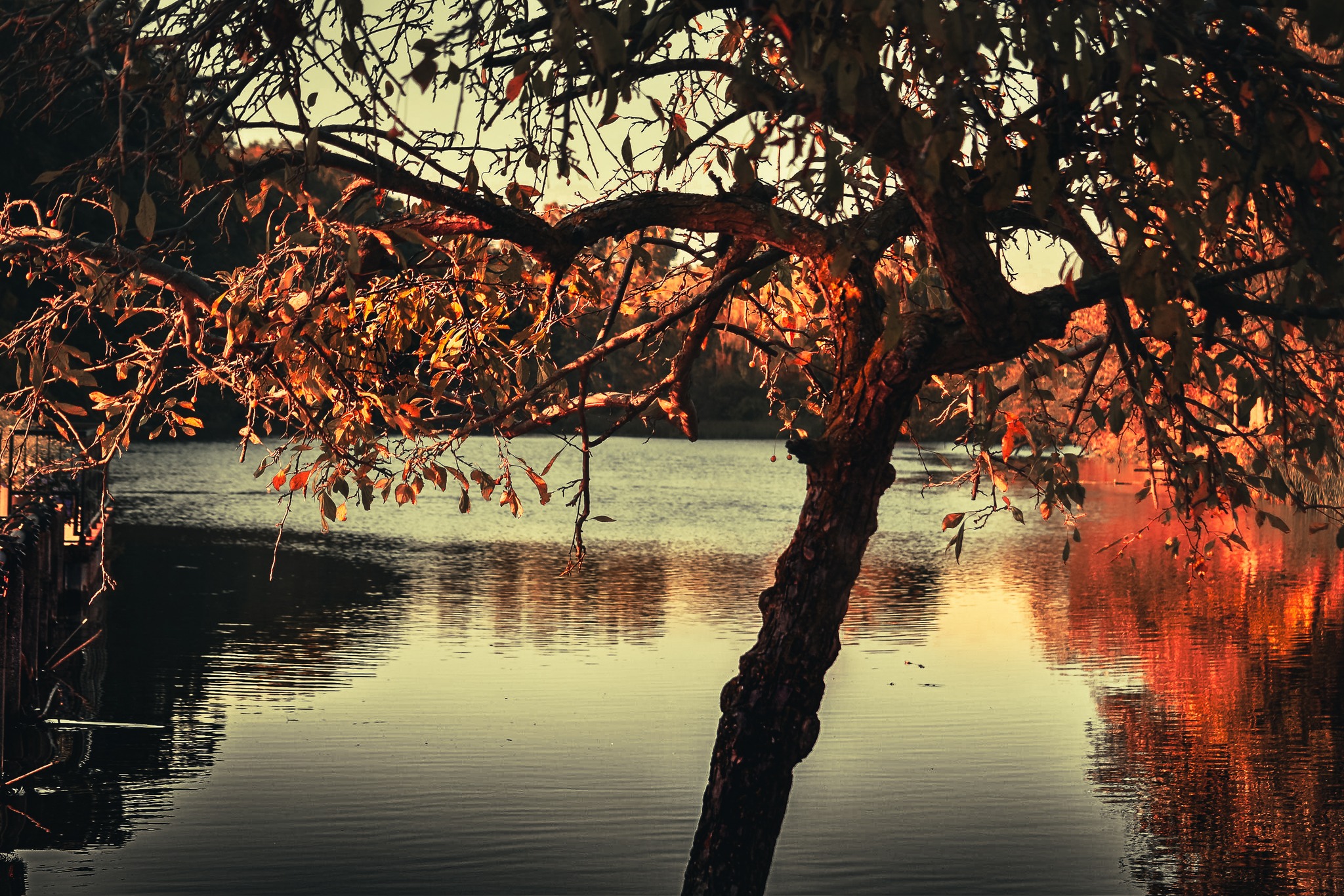 A tree overlooks a small lake.