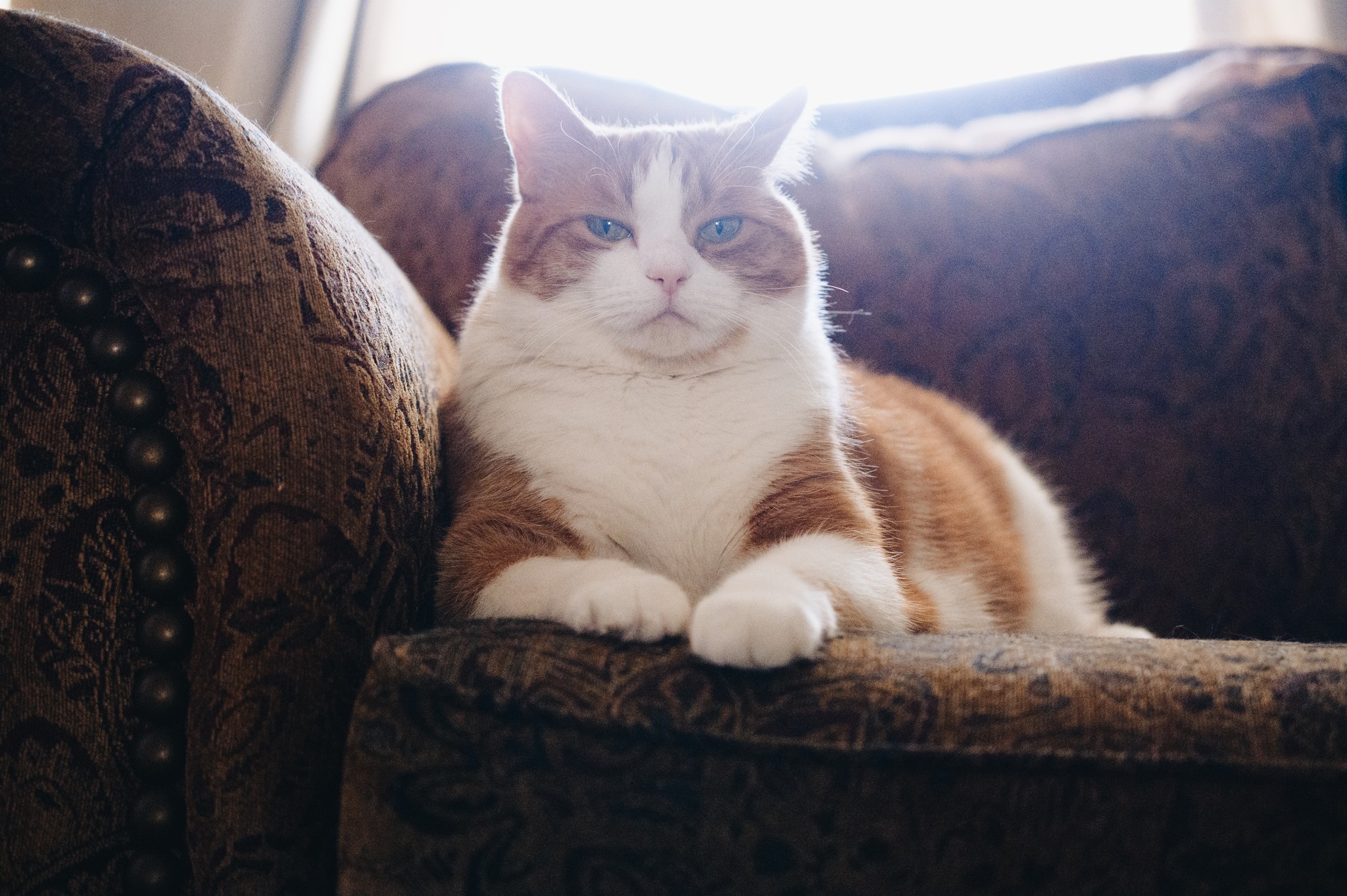 A portrait of a white and orange cat.