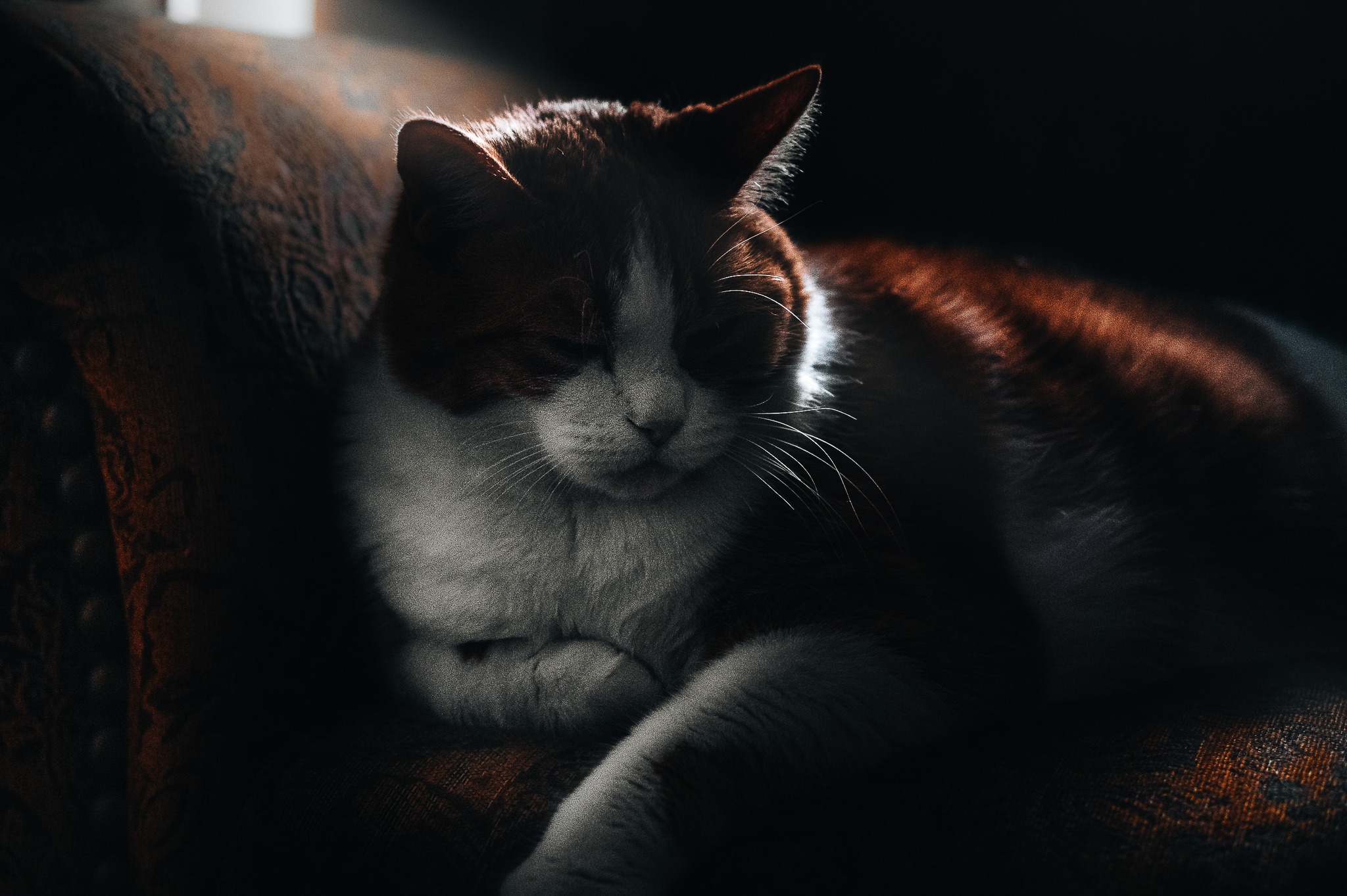 A portrait of a white and orange cat.