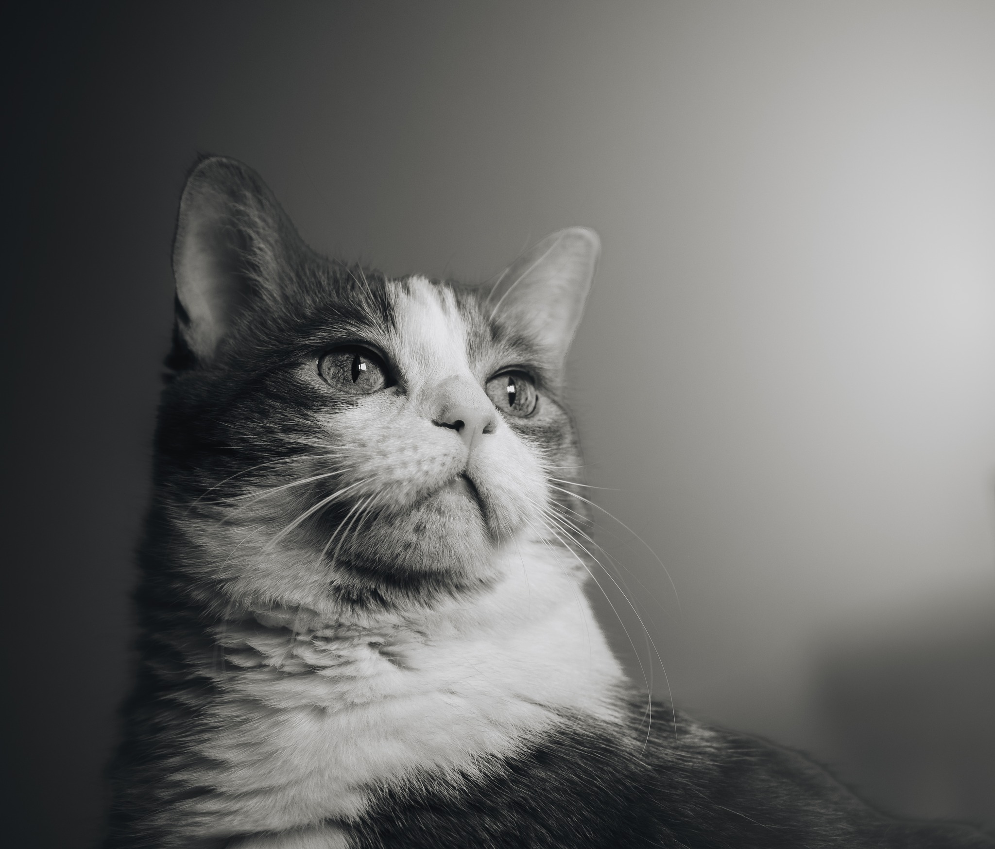 A black and white portrait of a white and orange cat.