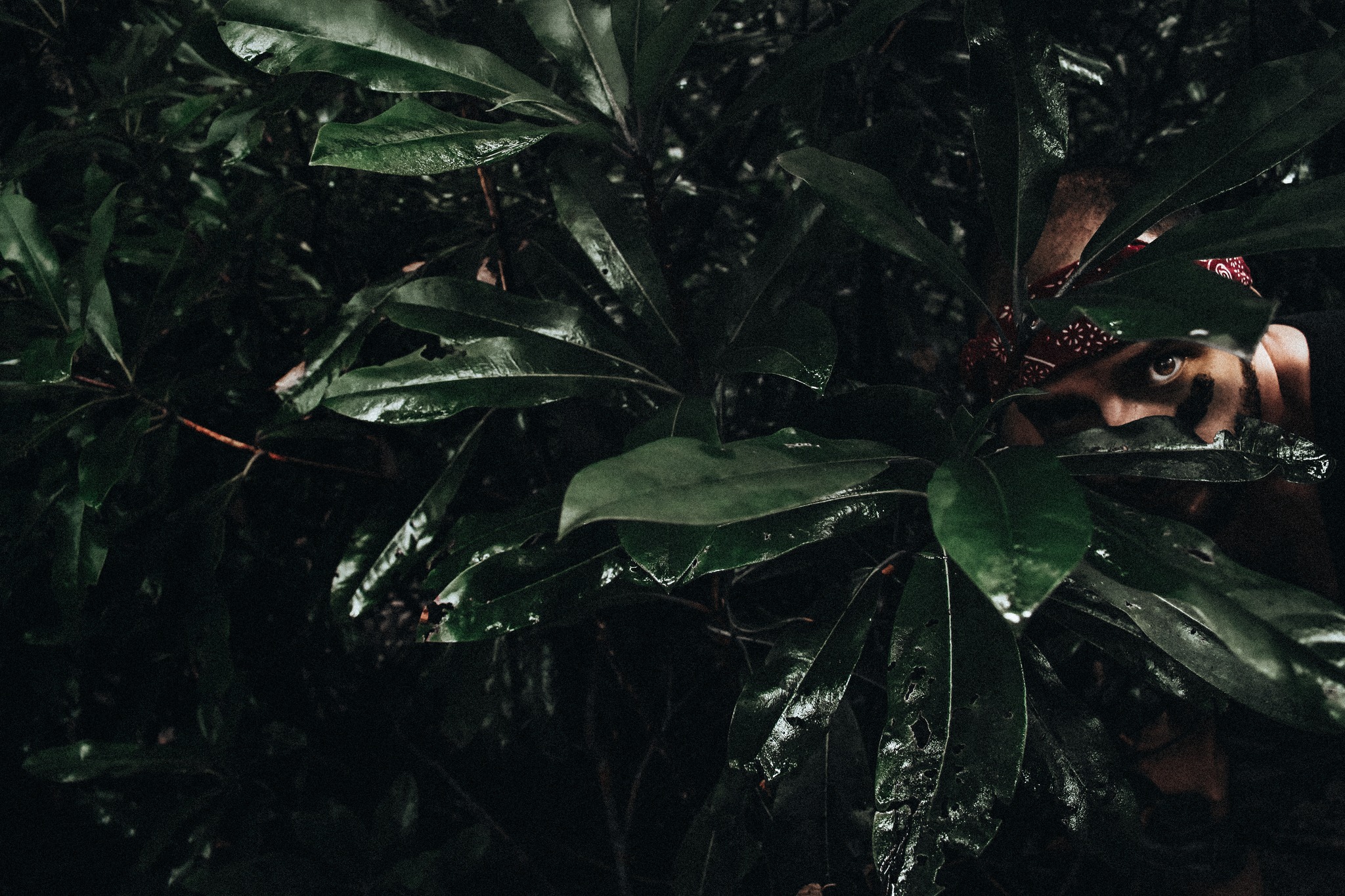 A man hiding behind the tall leaves in the Appalachians.