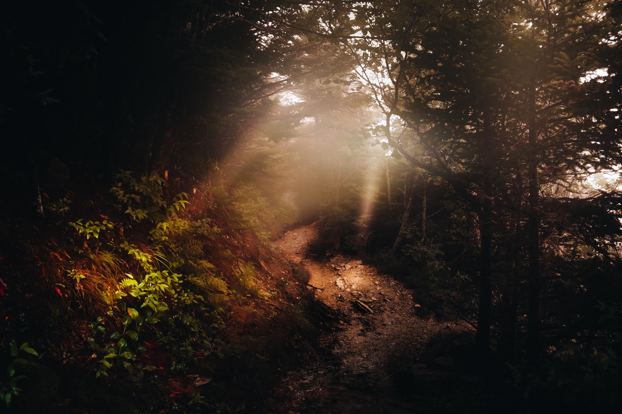 Sunlight finds it's way through the dense Appalachians.