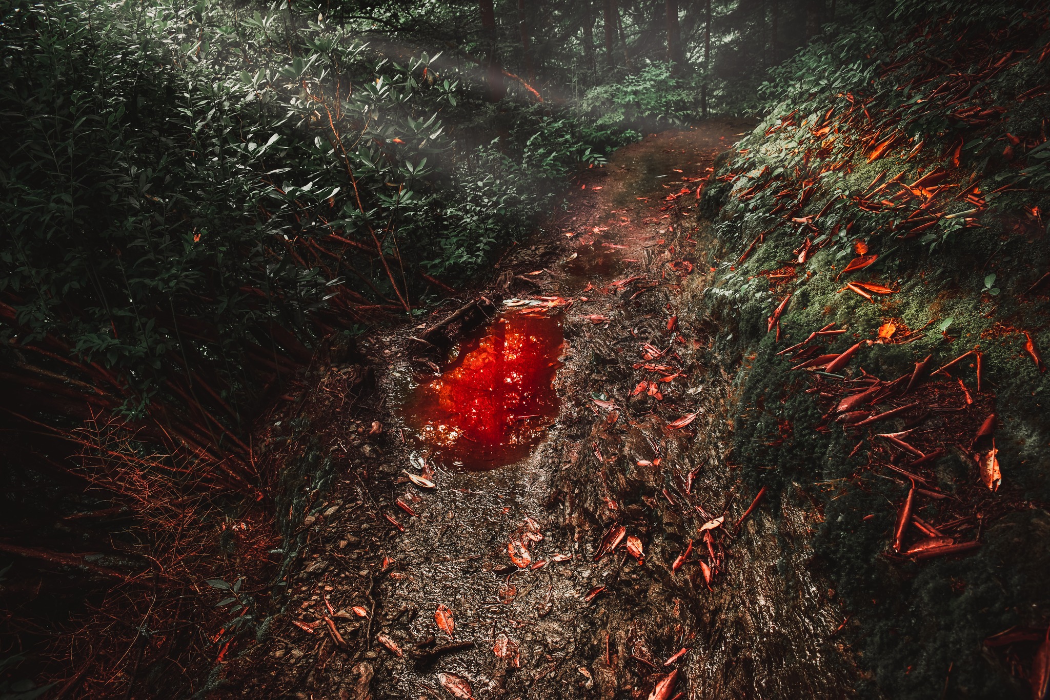 A puddle that appears red on a path.