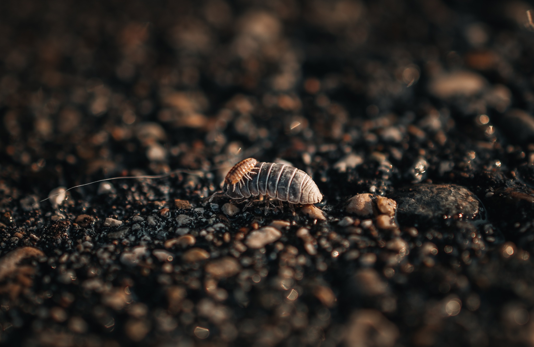 A macro image of a rollie-pollie with a baby.