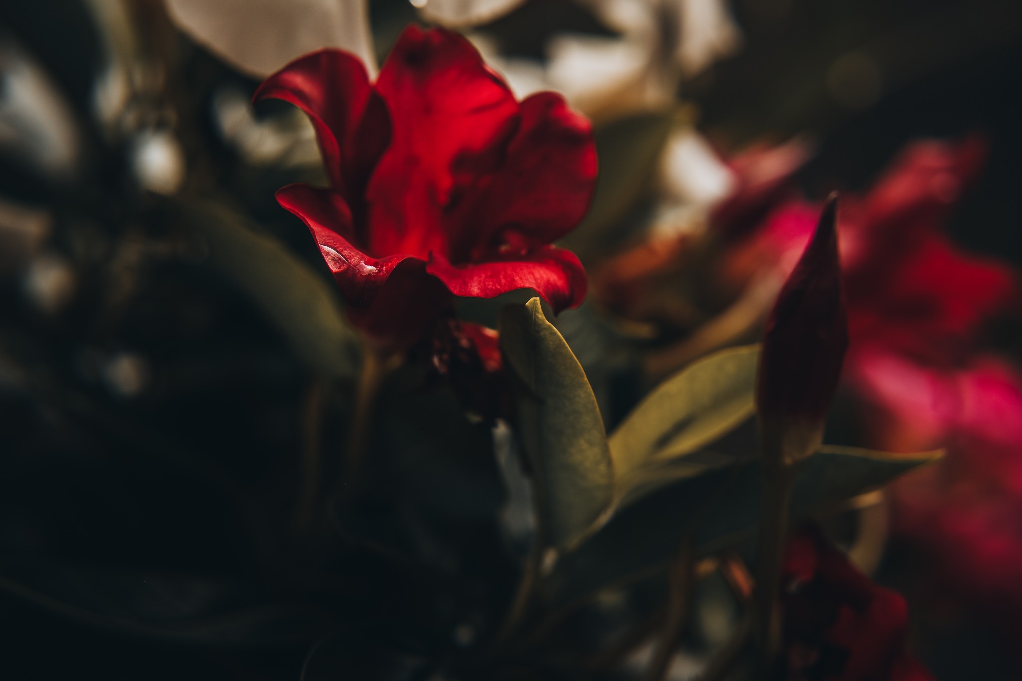 A closeup shot of a red flower after a sprinkle.