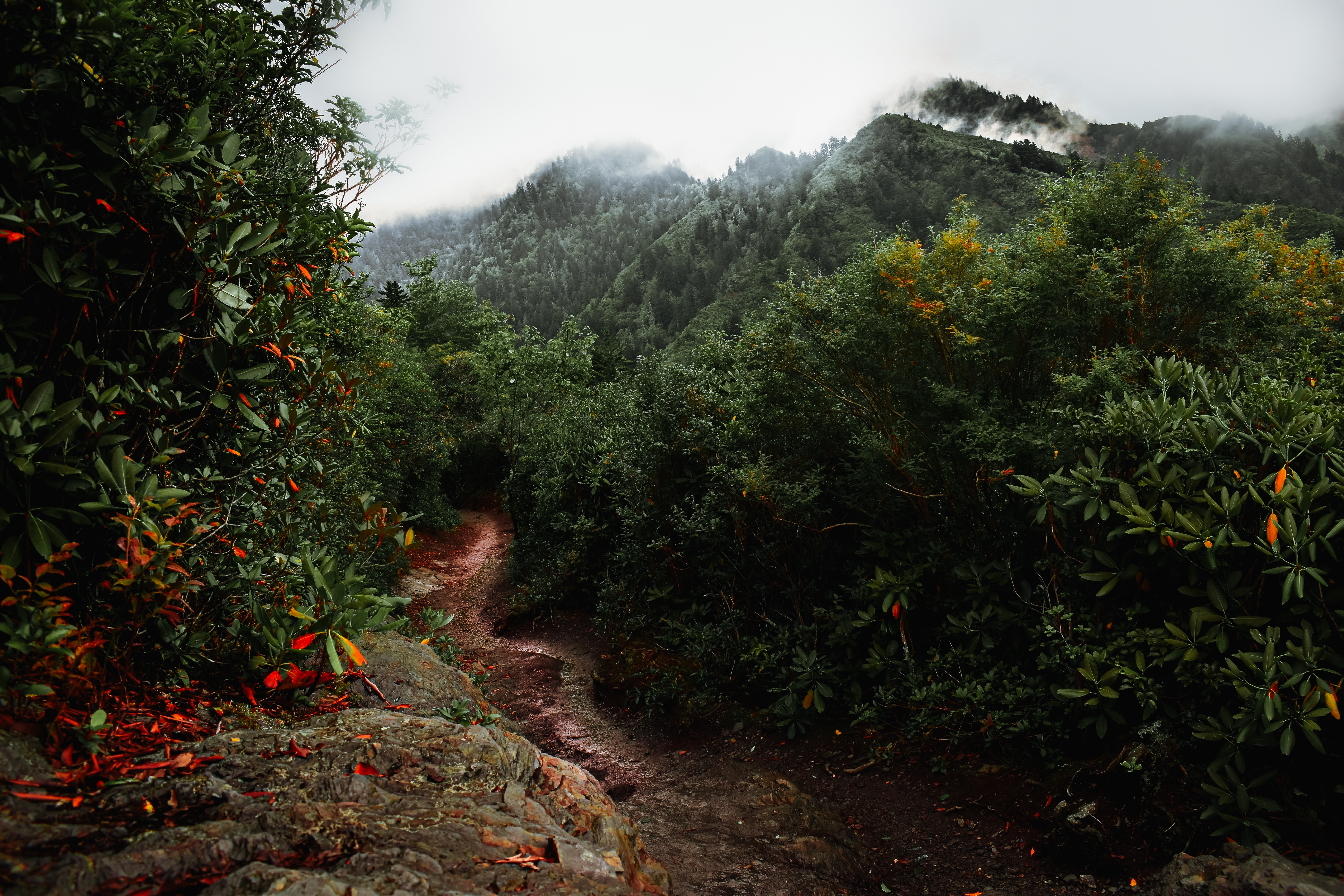 A beautiful image of the Smokey Mountains.