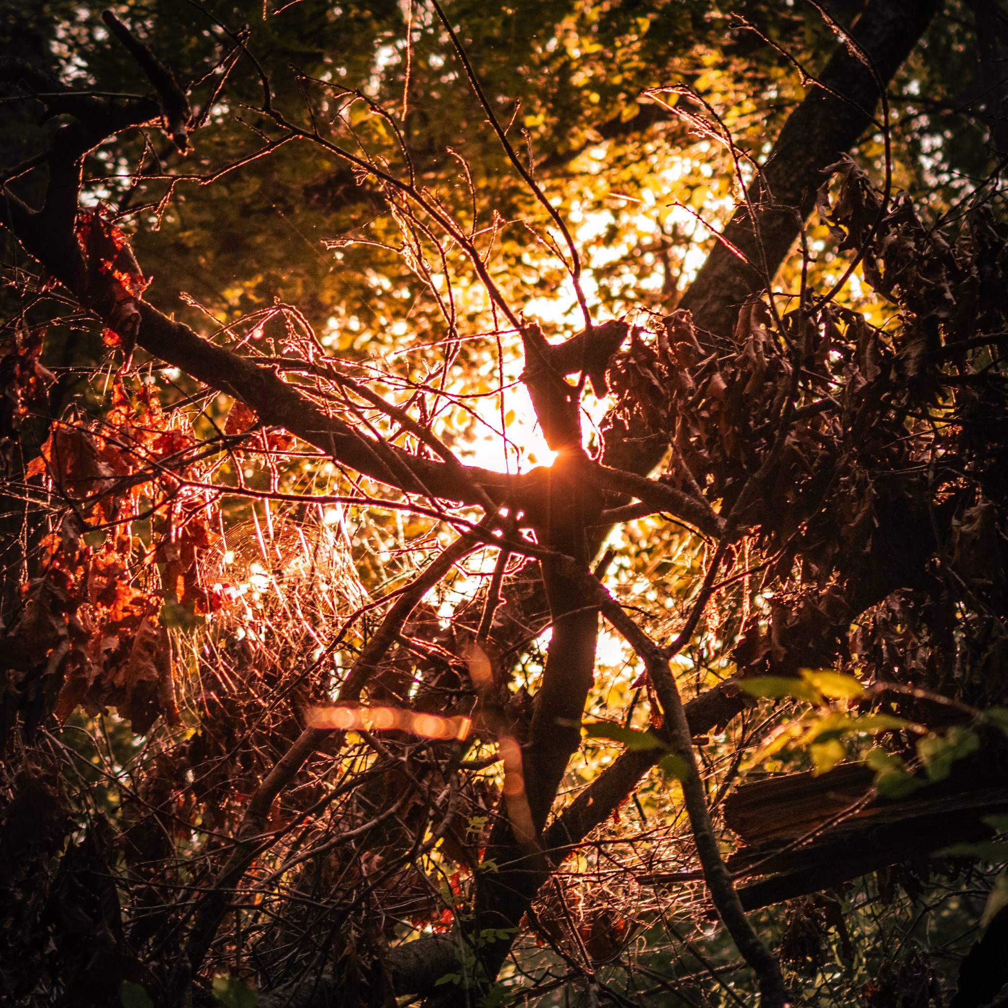 The light shining through the forest brush.