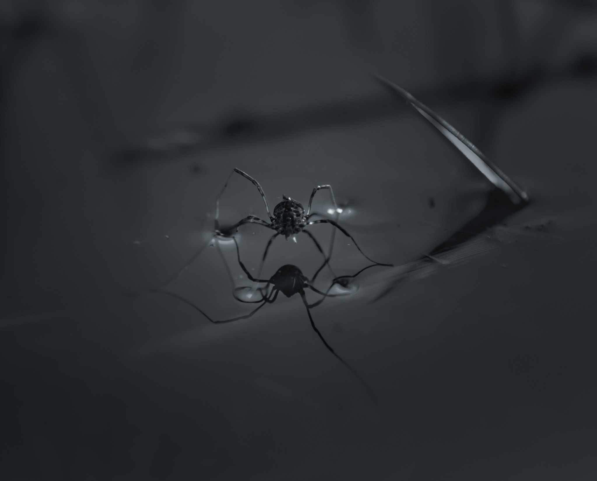 A closeup image of a spider on water.