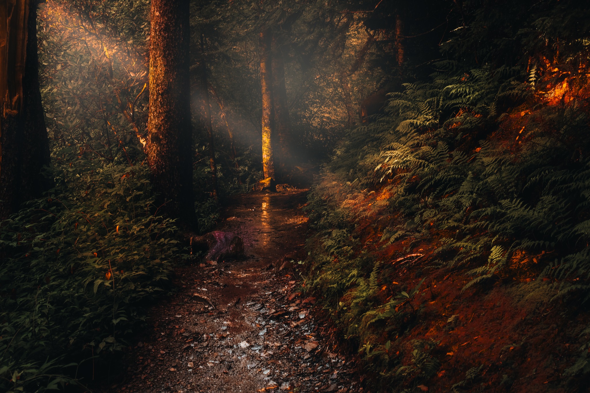 Light rays shine over a puddle in the Appalachian Forest.