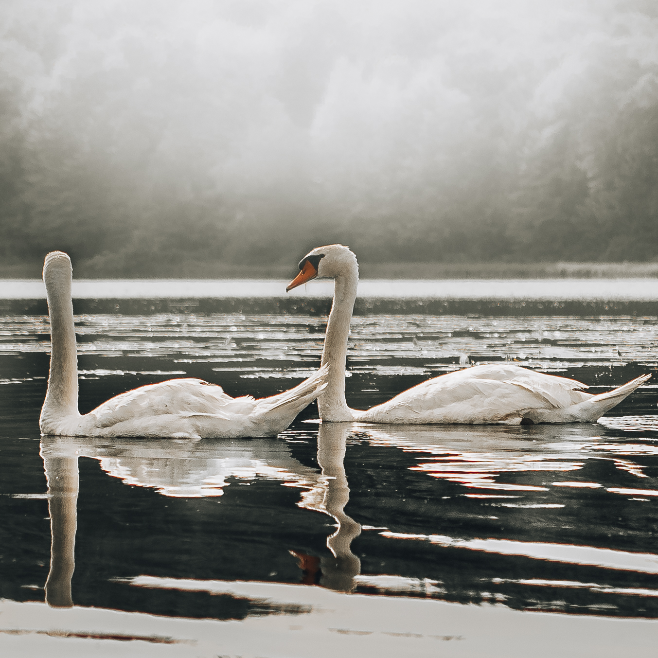 An image of swans on a lake.