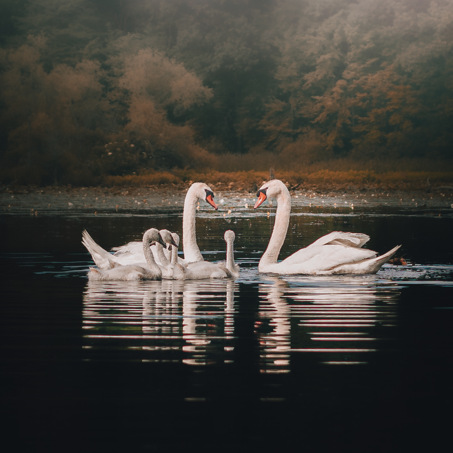 An image of swans on a lake.