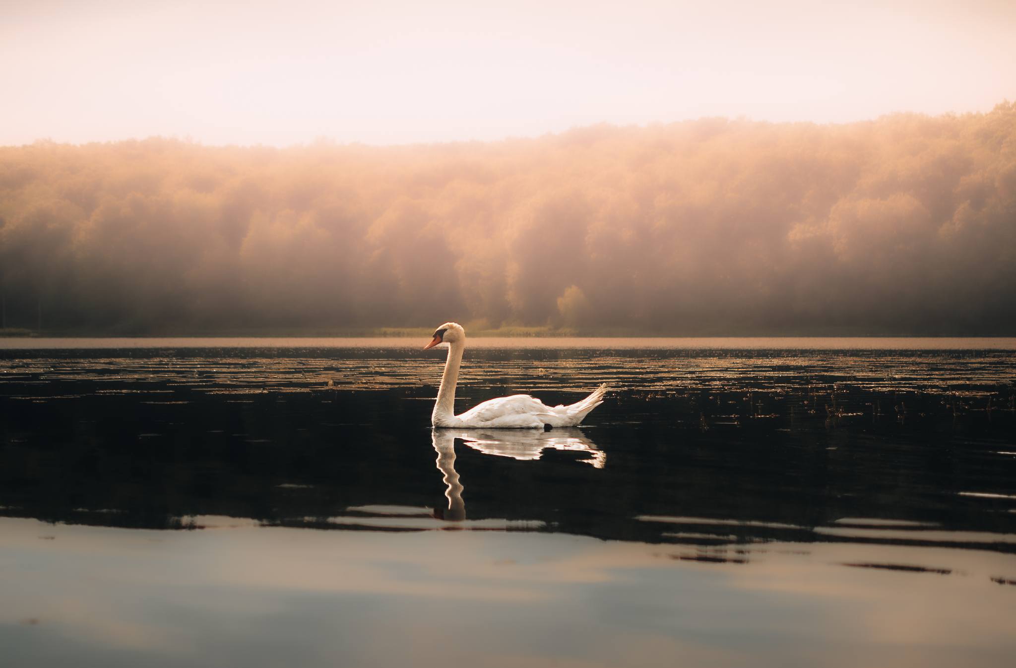 An image of swans on a lake.