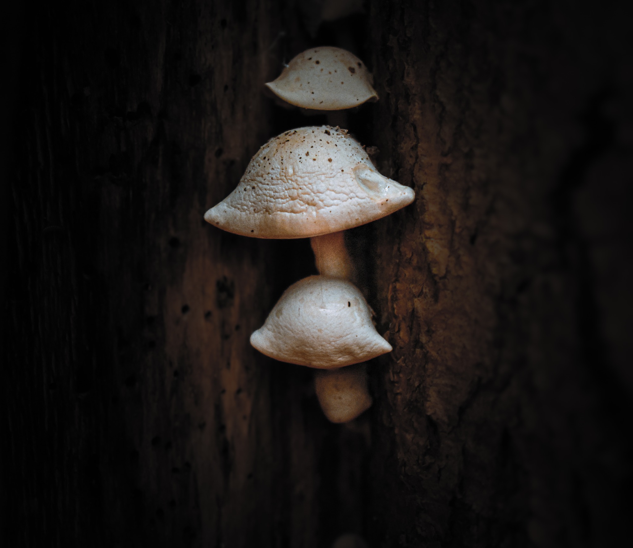 Fungi growing on a tree.