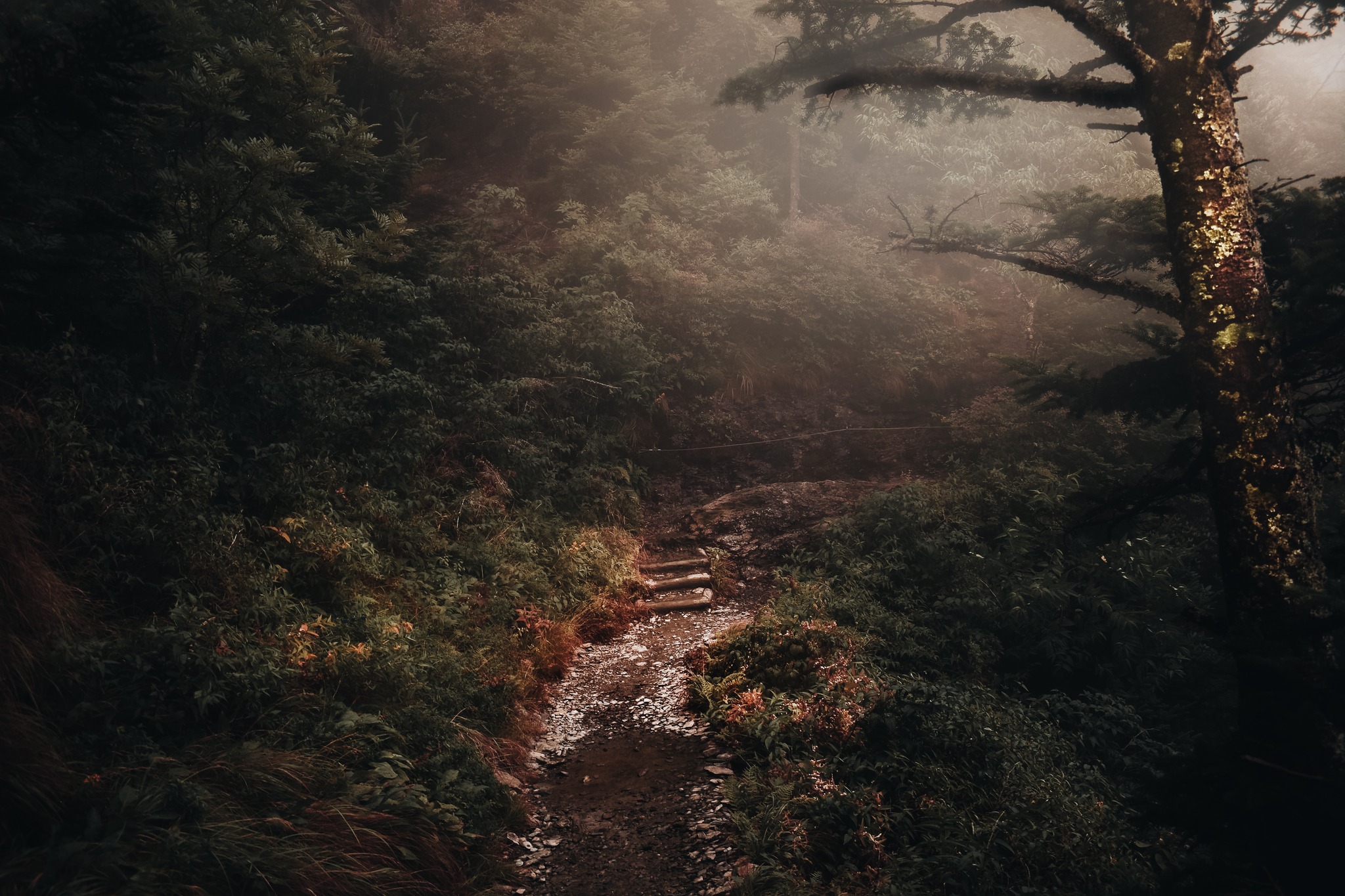 A vibey photo taken of a few stairs on the Appalachian trail.