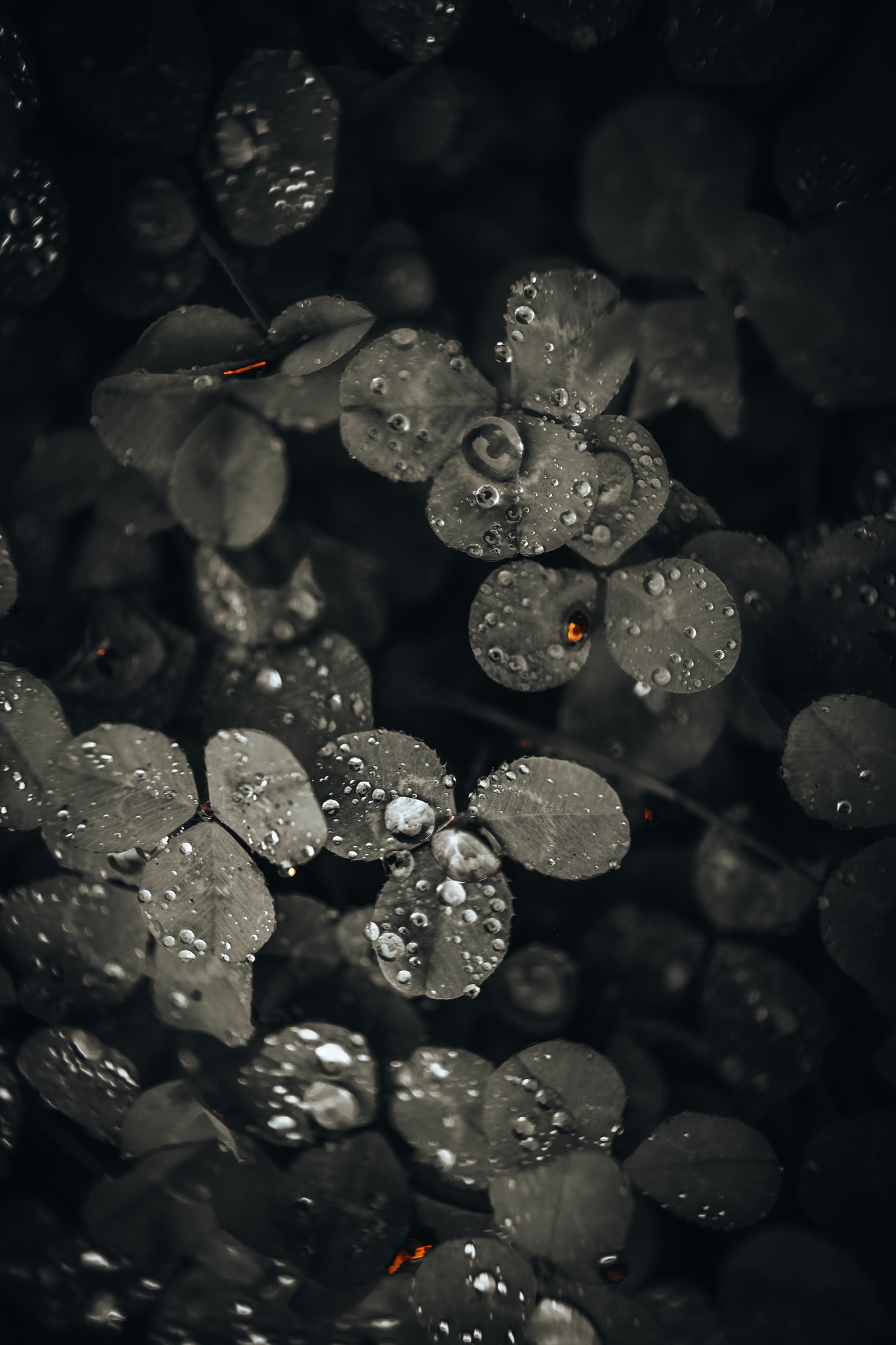 Water droplets closeup on a plant