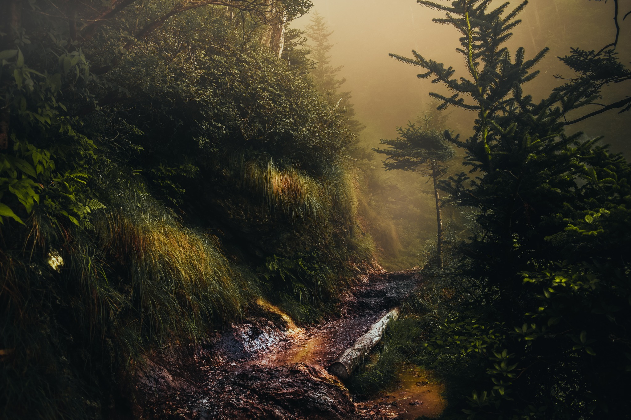 A golden creek flows through a forest path.